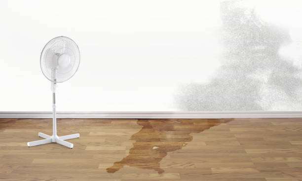 Best Water damage cleanup near me  in Wahese, NC