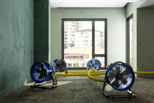 Best Professional water damage repair  in Wahese, NC